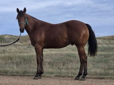 Paddys Gin Frodo JW <BR>AQHA 6420087